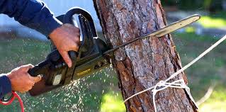 How Our Tree Care Process Works  in  Middletown, CA