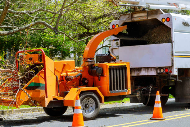 Middletown, CA Tree Care Services Company