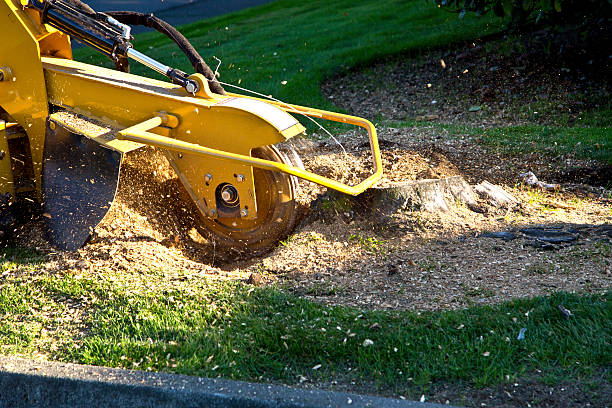 Best Hedge Trimming  in Middletown, CA