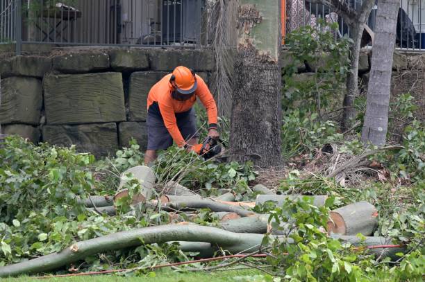 Best Stump Grinding and Removal  in Middletown, CA