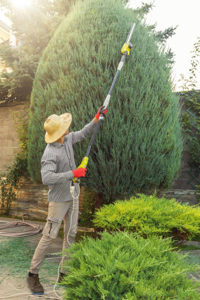 Best Tree Removal  in Middletown, CA