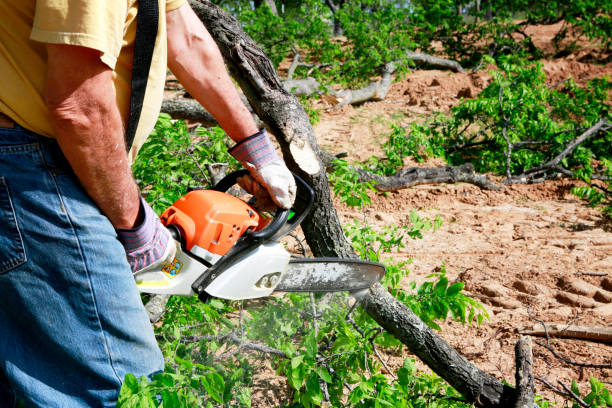 Best Hazardous Tree Removal  in Middletown, CA